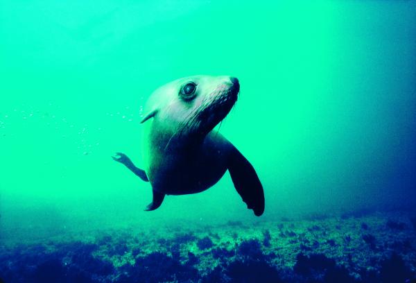 ATK Seal Swim